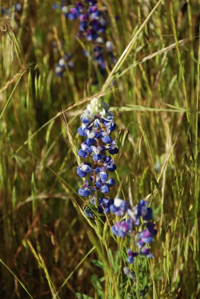 DSC_0001a (Large).JPG